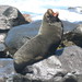 Lobo Fino de Las Galápagos - Photo (c) juan_carlos_caicedo_hdz, algunos derechos reservados (CC BY), uploaded by juan_carlos_caicedo_hdz