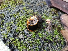Lamprigera tenebrosa