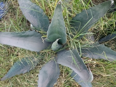Agave salmiana