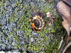 Lamprigera tenebrosa