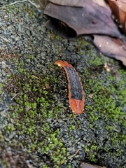 Lamprigera tenebrosa