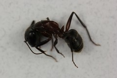 Camponotus vicinus