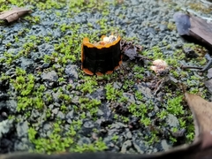 Lamprigera tenebrosa
