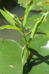 Hygrophila lacustris