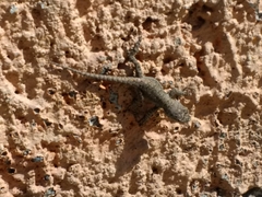 Sceloporus grammicus