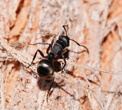 Polyrhachis phryne