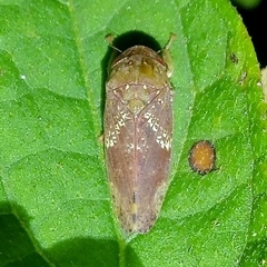 Folicana