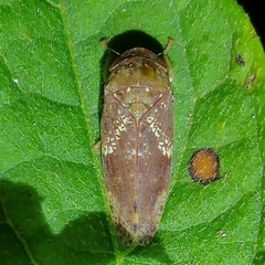 Folicana