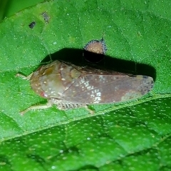 Folicana