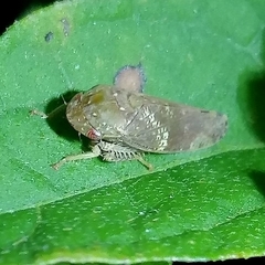 Folicana