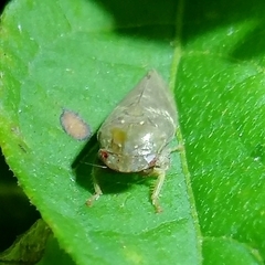Folicana