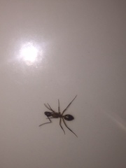 Camponotus