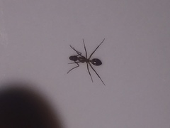 Camponotus