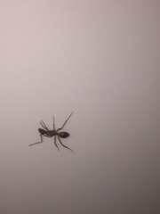 Camponotus