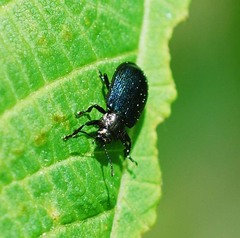 Gastrolina thoracica