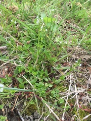 Veronica serpyllifolia