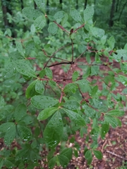 Rhododendron flammeum