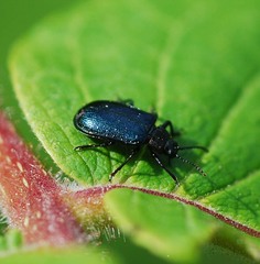 Gastrolina thoracica