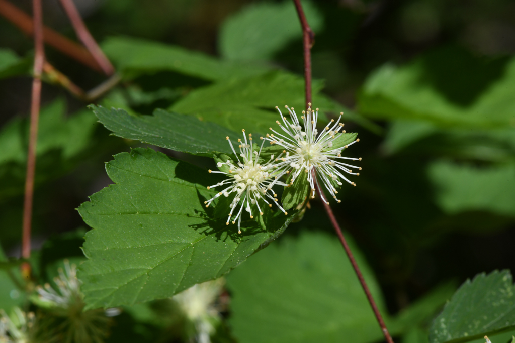 Neviusia cliftonii