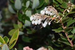 Bombus butteli