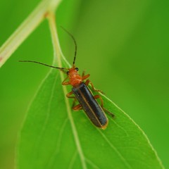 Cantharis soeulensis
