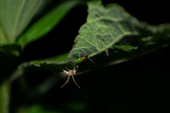 Diabrotica decempunctata