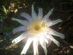 Nyctocereus serpentinus