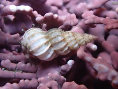 Epitoniidae