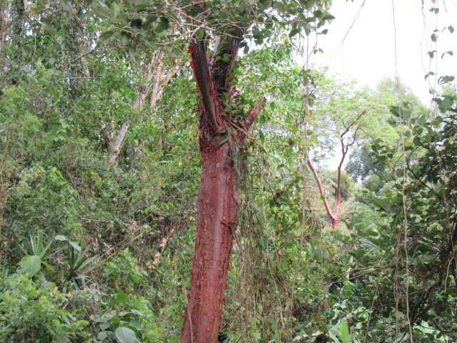 gumbo-limbo, copperwood, chaca, turpentine tree (Bursera simaruba