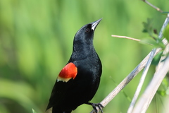 Agelaius phoeniceus