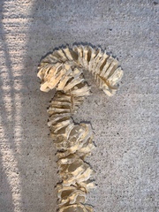 Sinistrofulgur pulleyi