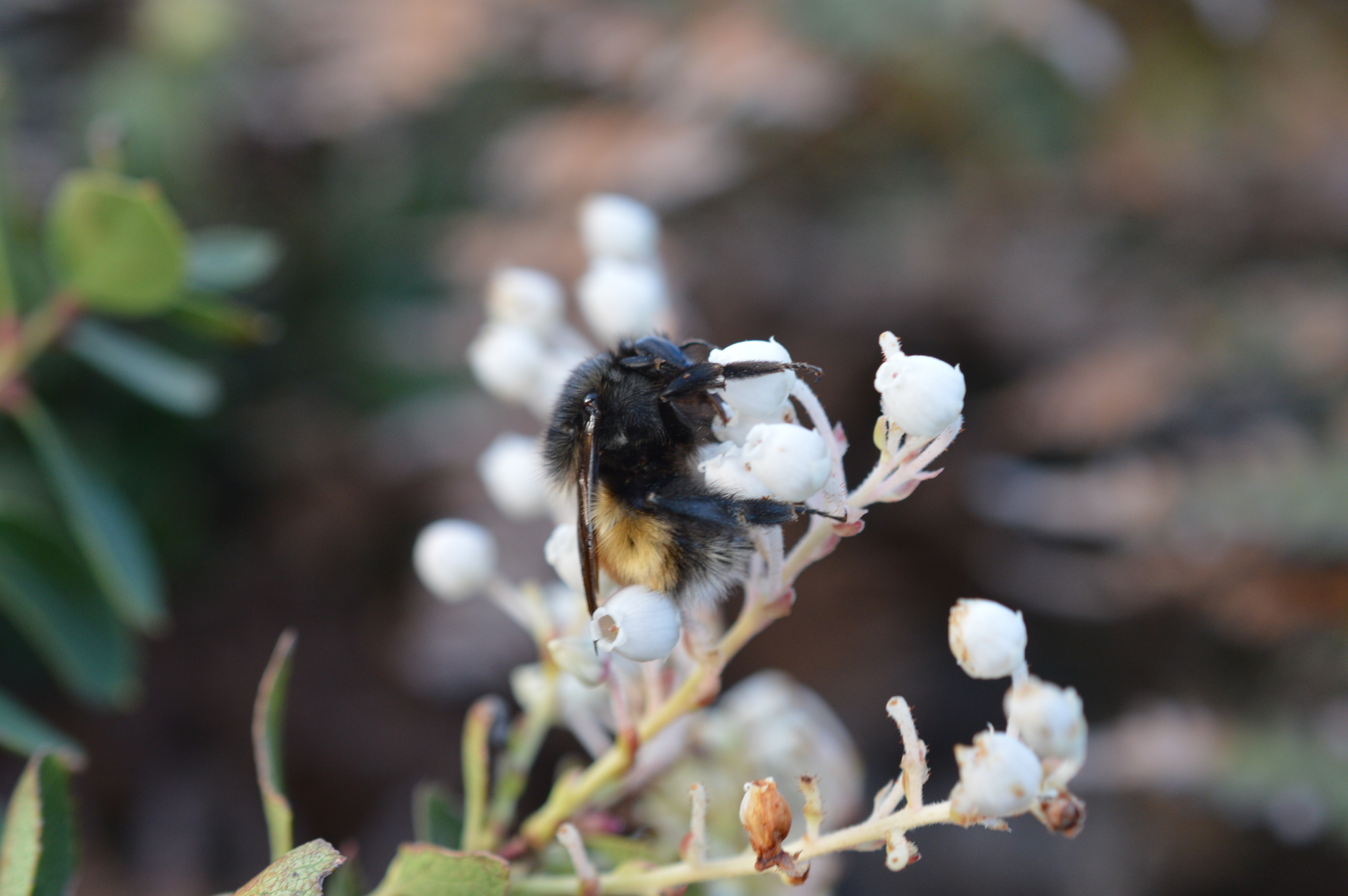 Bombus butteli image