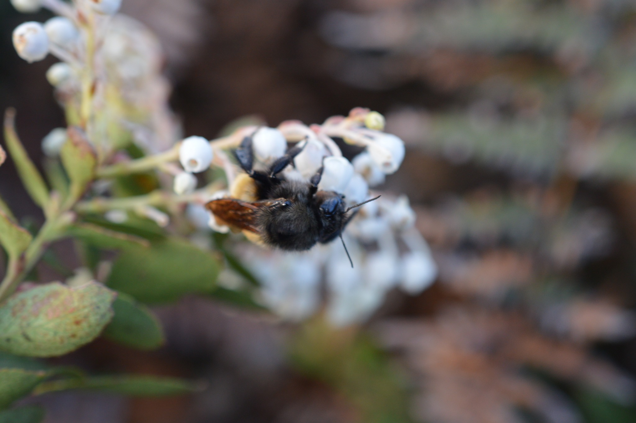 Bombus butteli image