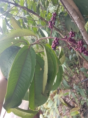 Miconia prasina