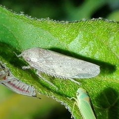 Curtara