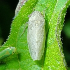 Curtara