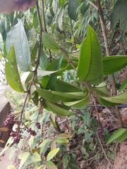 Miconia prasina