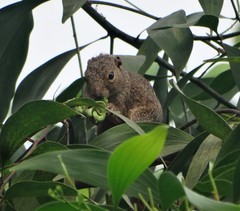 Heliosciurus