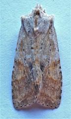 Lithophane bethunei