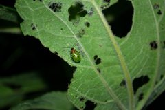 Diabrotica decempunctata