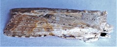 Lithophane bethunei