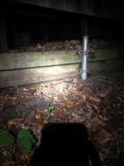 Eleutherodactylus campi