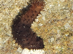 Holothuria leucospilota