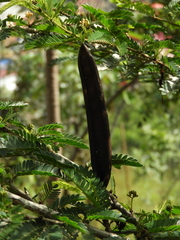 Calliandra magdalenae