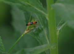Languria trifasciata