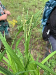 Carex shortiana