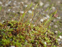Aloina aloides