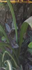 Crinum zeylanicum