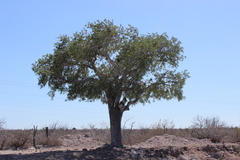 Forchhammeria watsonii