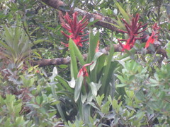 Aechmea tillandsioides